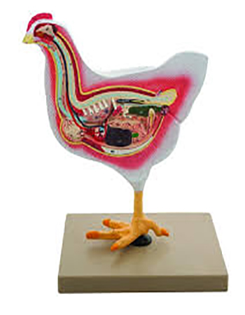 Chicken Dissection Model