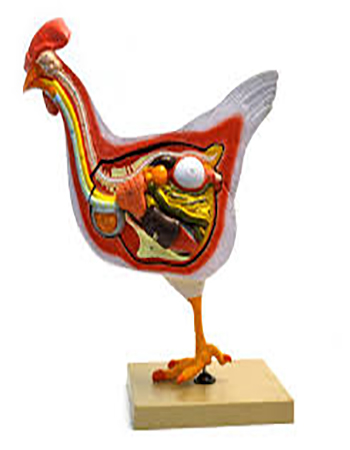 Chicken HEN Dissection Model