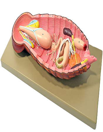 Cockroach Dissection Model