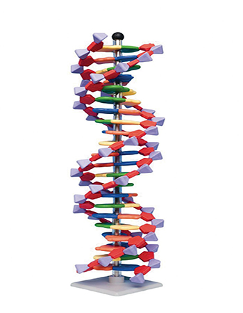 DNA Model