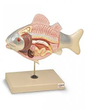 Fish Anatomy Model