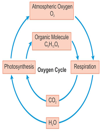 Oxygen Cycle In Nature