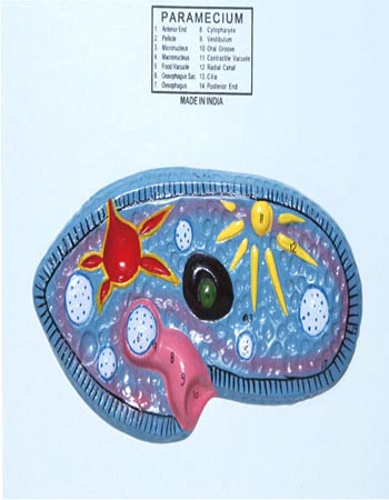 Paramecium Model