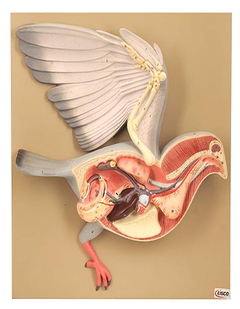 Pigeon Dissection Model