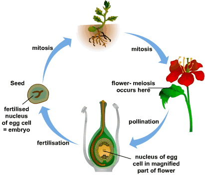 Reproduction of Plants