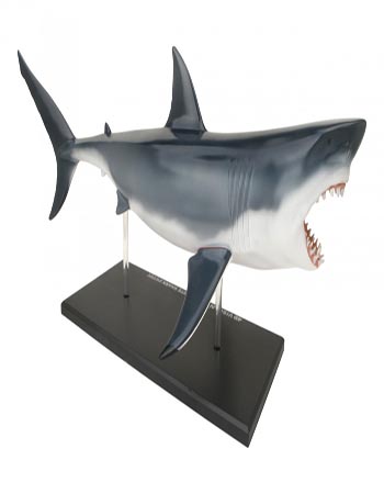 Shark Fish Anatomy Model