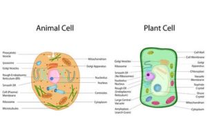 animal cell , plant cell – Star Labs