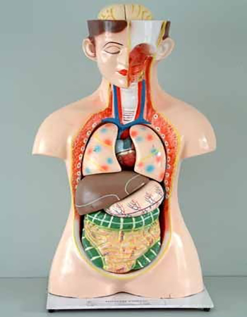 Biological Model Torso