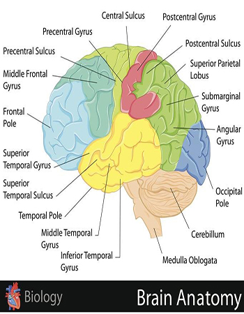 Brain Anatomy System