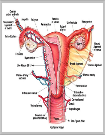 Female Reproductive System