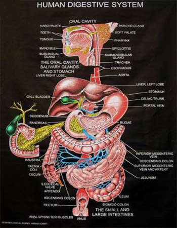 Human Digestive System Chart