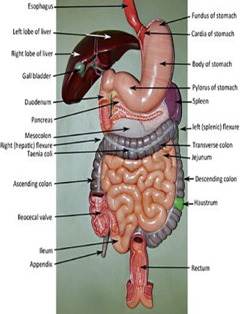 Human Digestive System Model