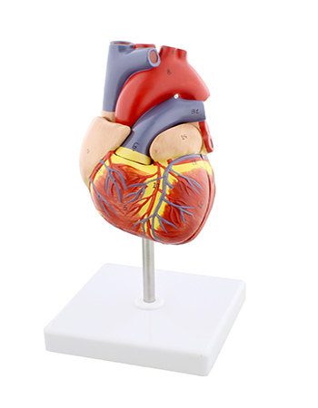 Human Heart Model