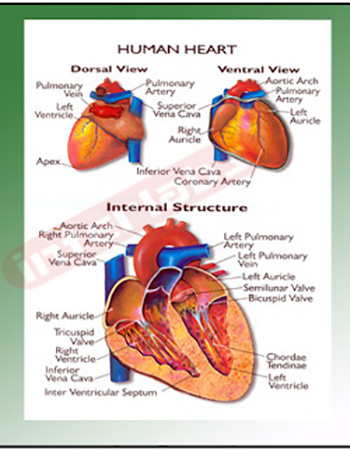 Human Heart