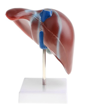 Human Liver Model