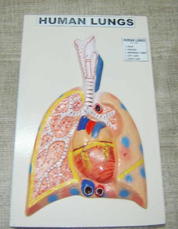 Human Lungs