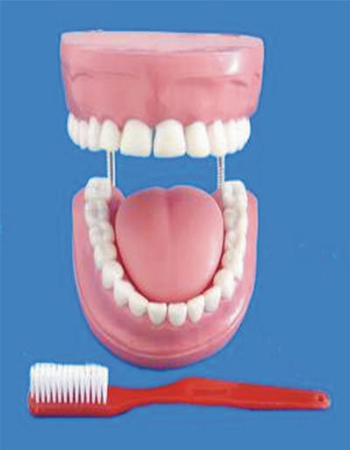 Human Teeth Model