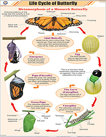 Life Cycle Of Butterfly