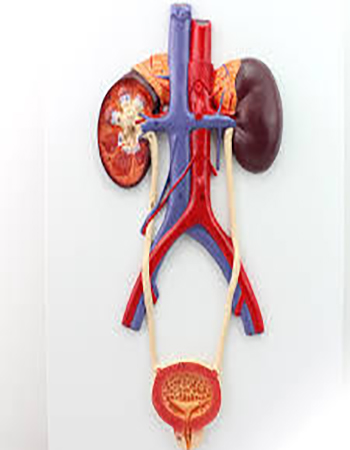 Lungs Model