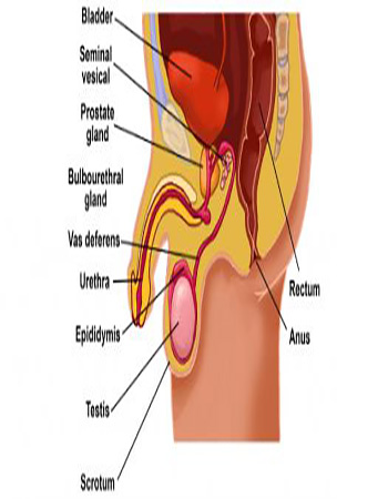 Male Reproductive System