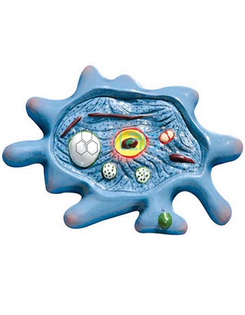 Model Of Amoeba Cell