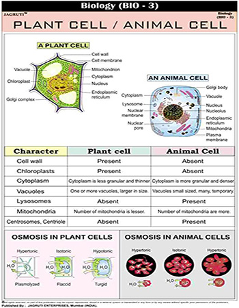 Plant Cell Animal Cell