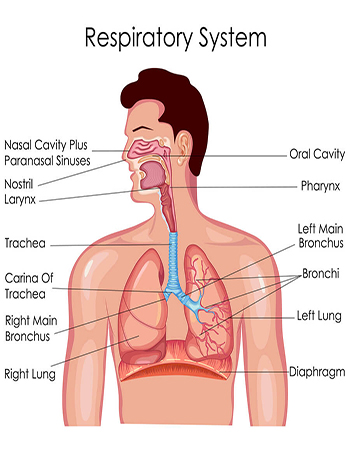 Respiratory System