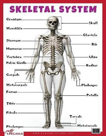 Skeletal System Educational Chart