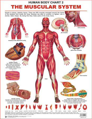 The Muscular System