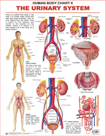 The Urinary System